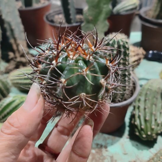 仙人球丽花凯瑟琳侧芽