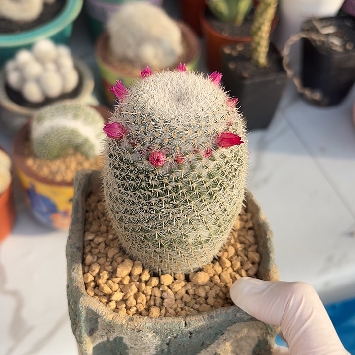 白玉兔仙人球123