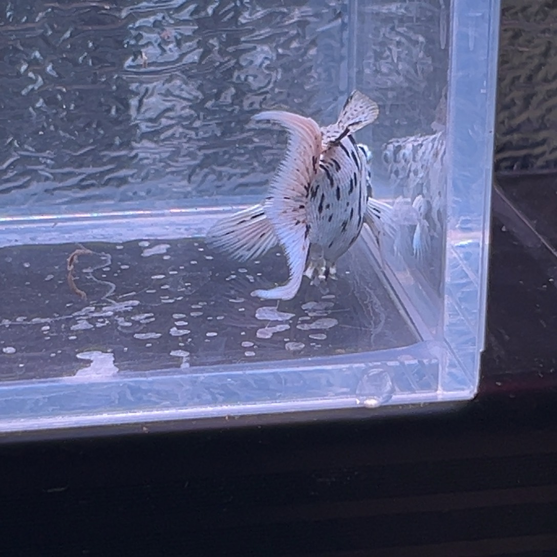 孔雀鱼玛丽鱼一条