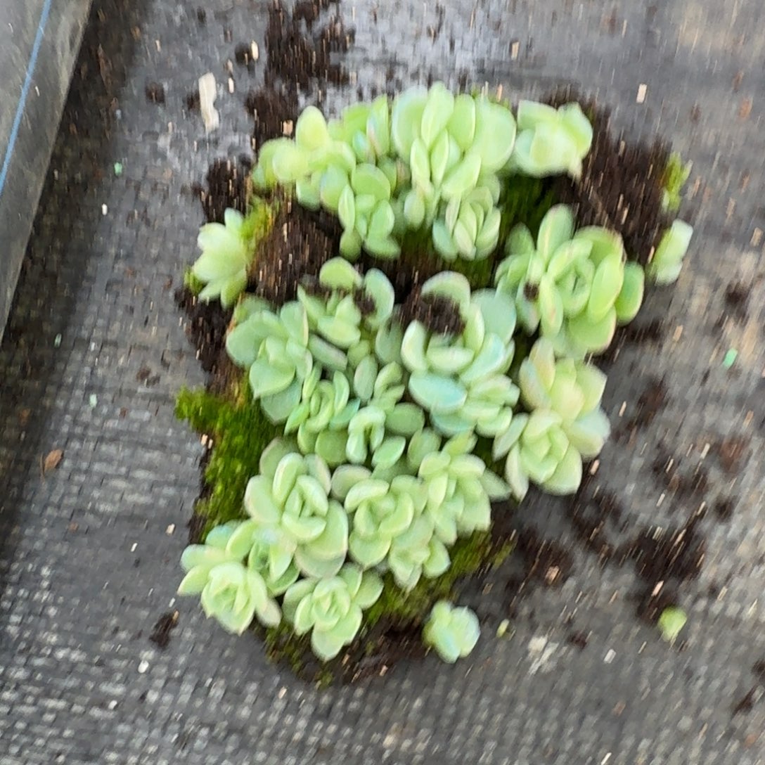 18-24珍妮切糕plus一小块量拍
