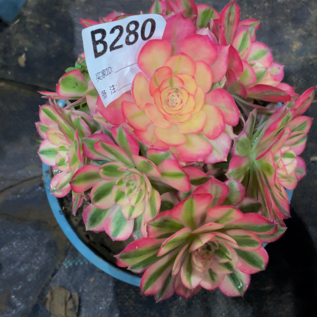 280倾城11111多肉