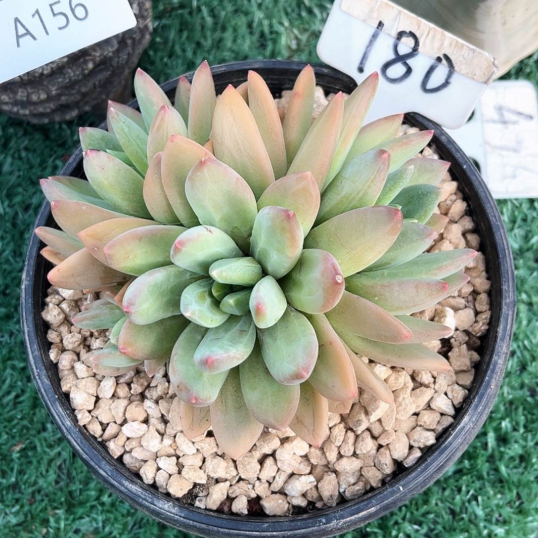 海洋之哥180号一个拍照片