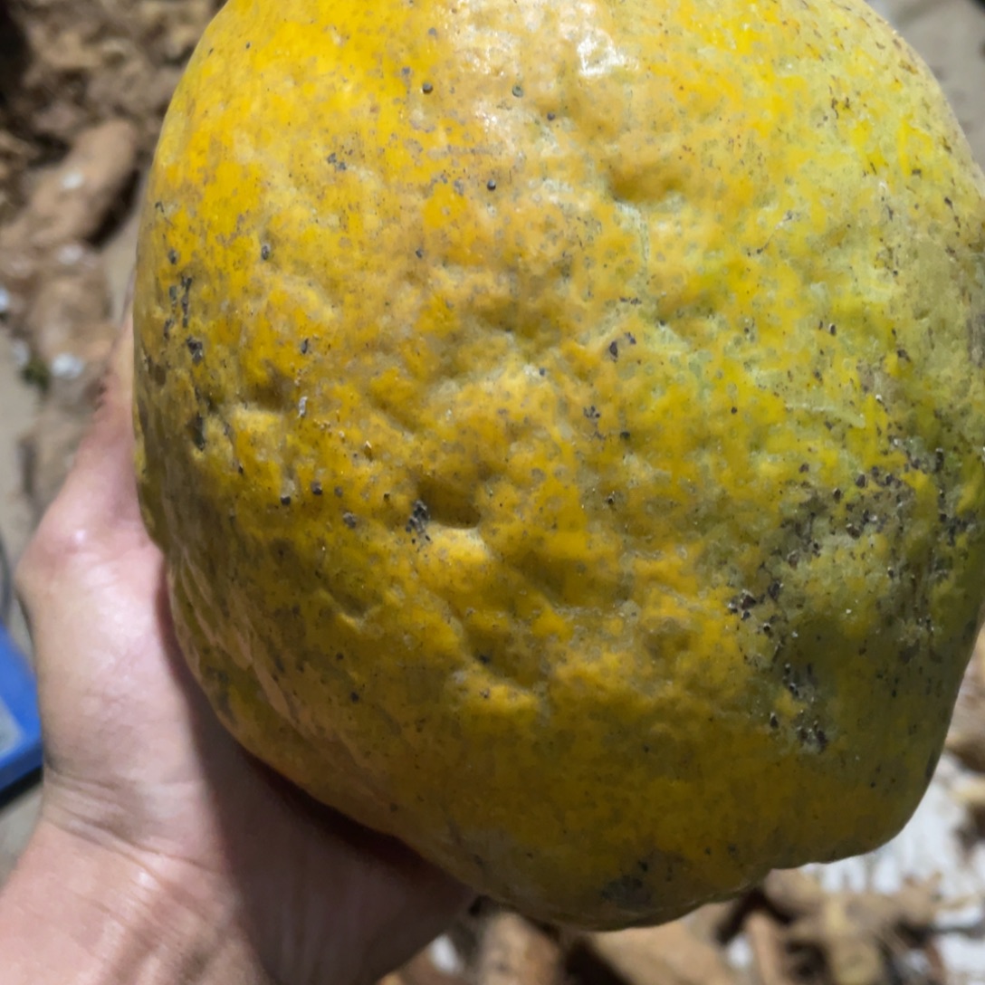 小黄金水果果果果