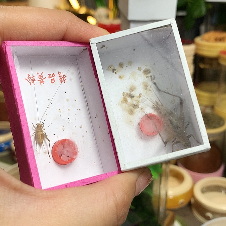 野生大黄三只➕一只宝塔蛉