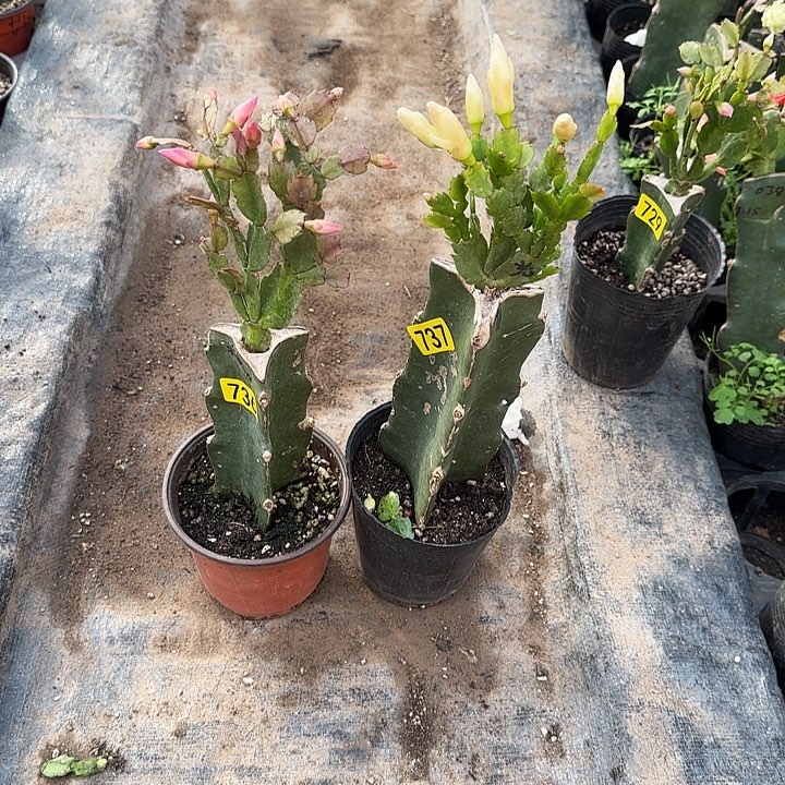 736+737嫁接蟹爪兰：光炫+快乐