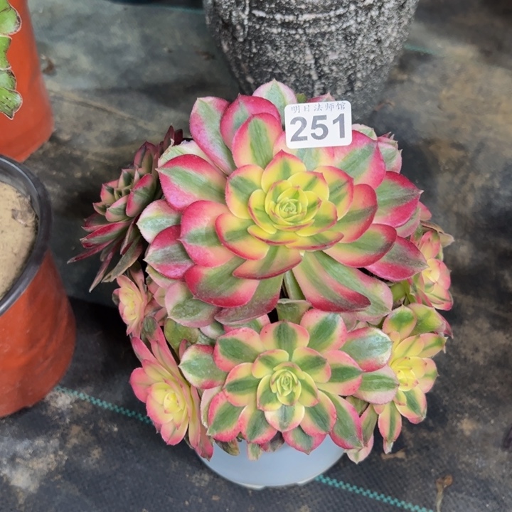倾城251多肉植物一物一拍