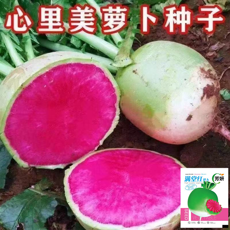 【满堂红萝卜种子】四季种植蔬菜籽种高产红心萝卜