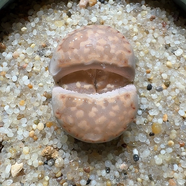 红陶蘑菇671网纹