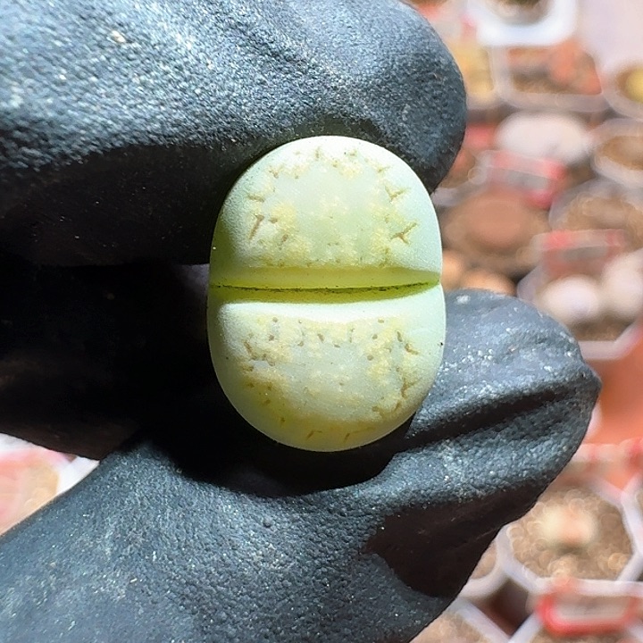 生石花11111111。    519