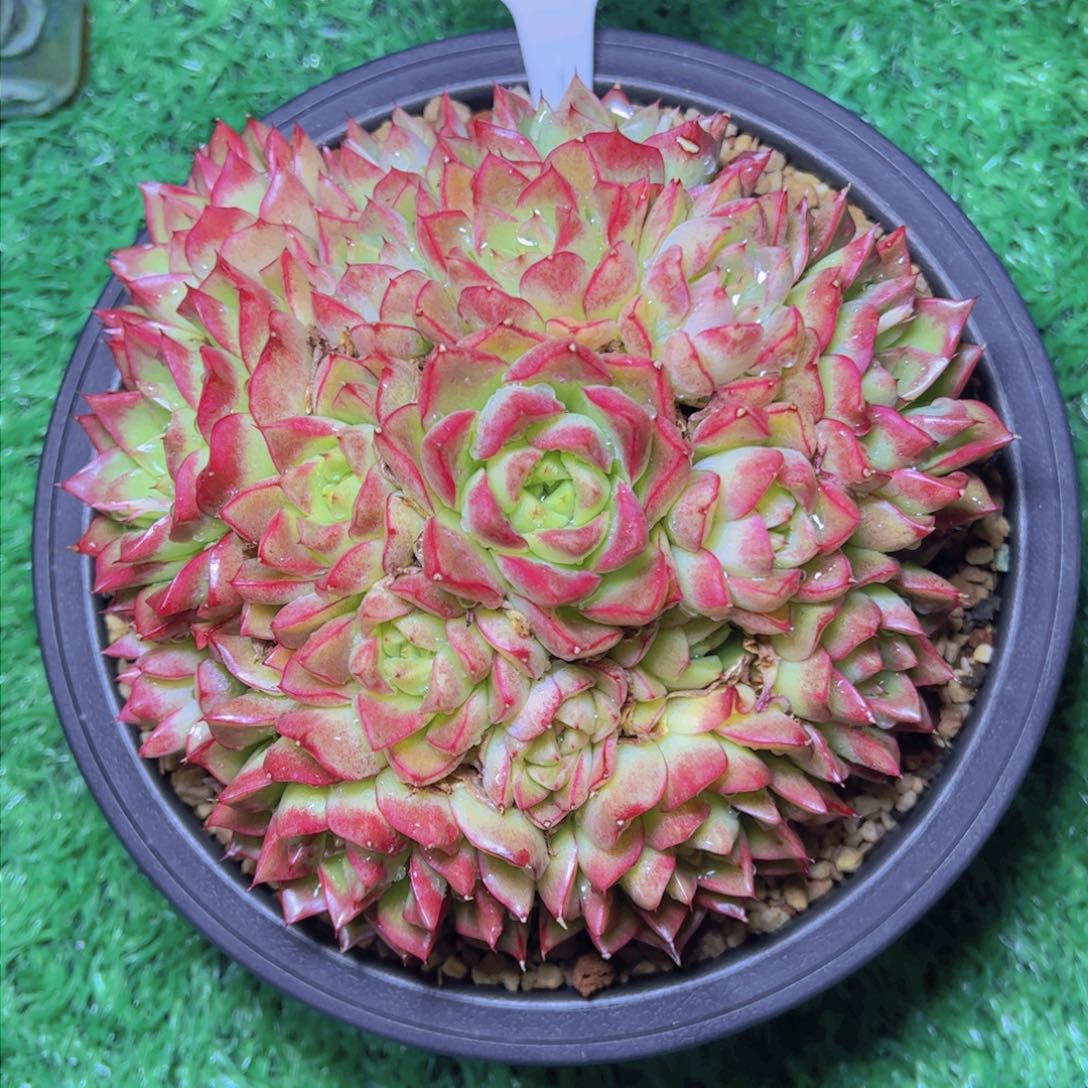 红女王2499多肉植物