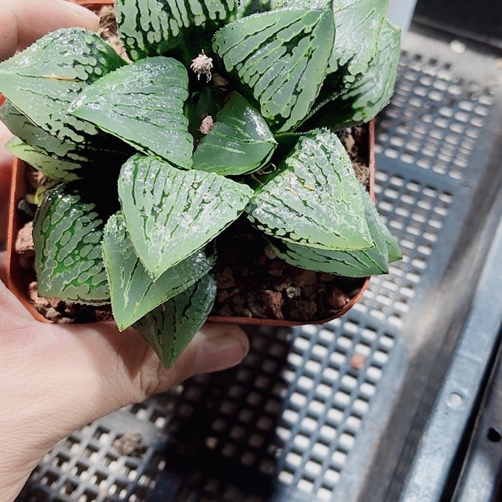 母本马丽丽精品十二卷