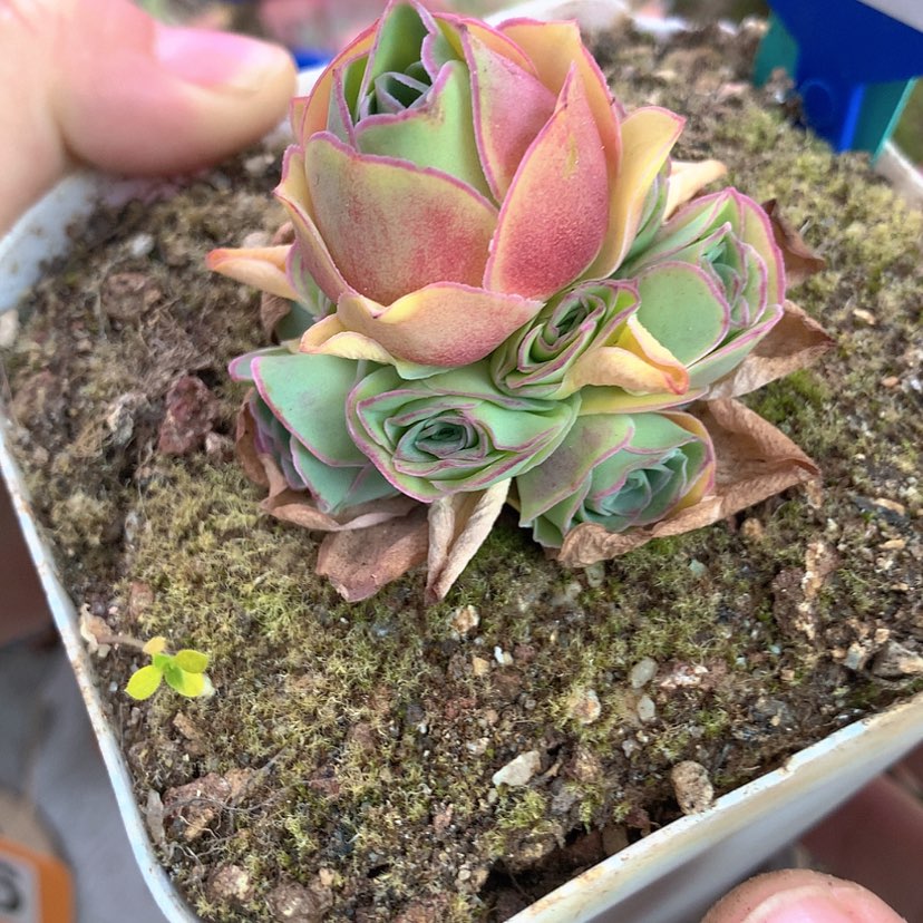 【闪购商品】yjj471红裙福利上播