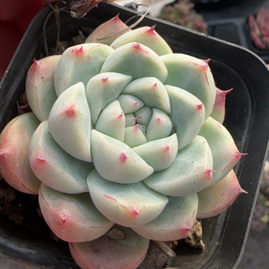 100如梦令多肉植物多