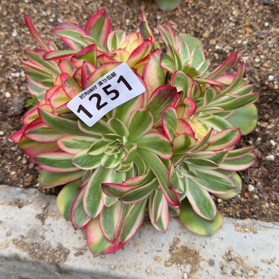 1251荔枝。多肉植物