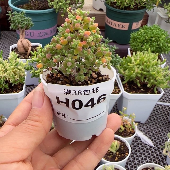 多肉植物枝干蜜桔