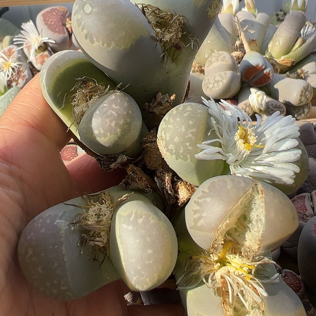 2868生石花巨无霸有伤福利清