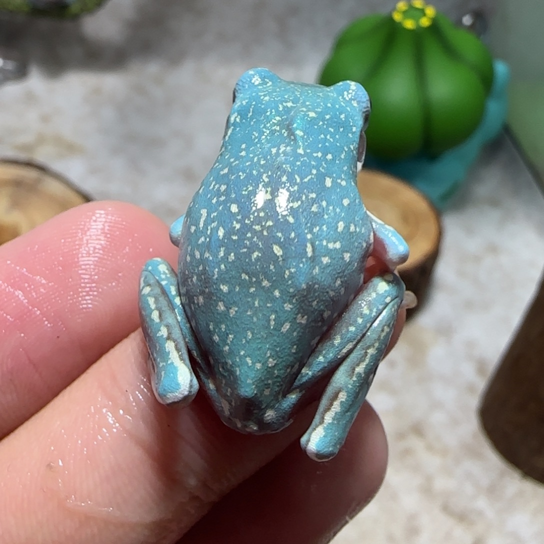 老爷树蛙6 魔鬼蓝