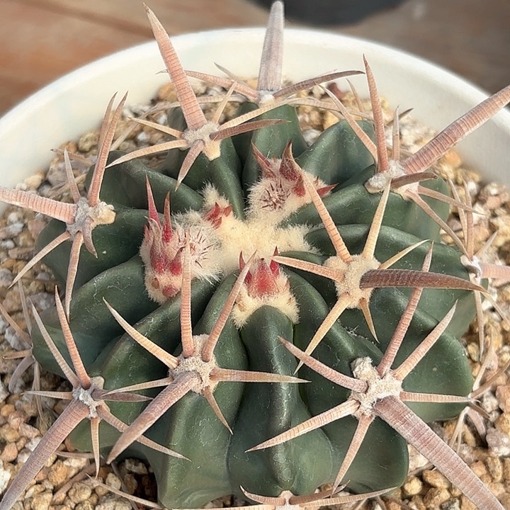 用****9仙人球实 生凌波