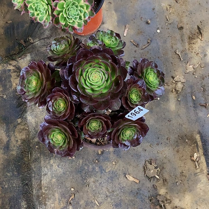 念*多肉黑魔法师1964