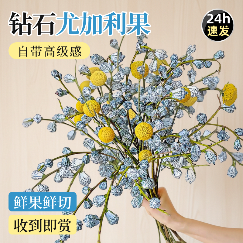 钻石尤加利果鲜花干花干果真花鲜切新果大枝云南基地直发现采花材