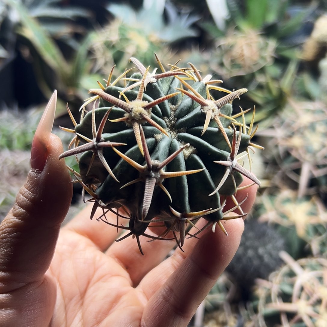 武藏林波有根仙人球666666