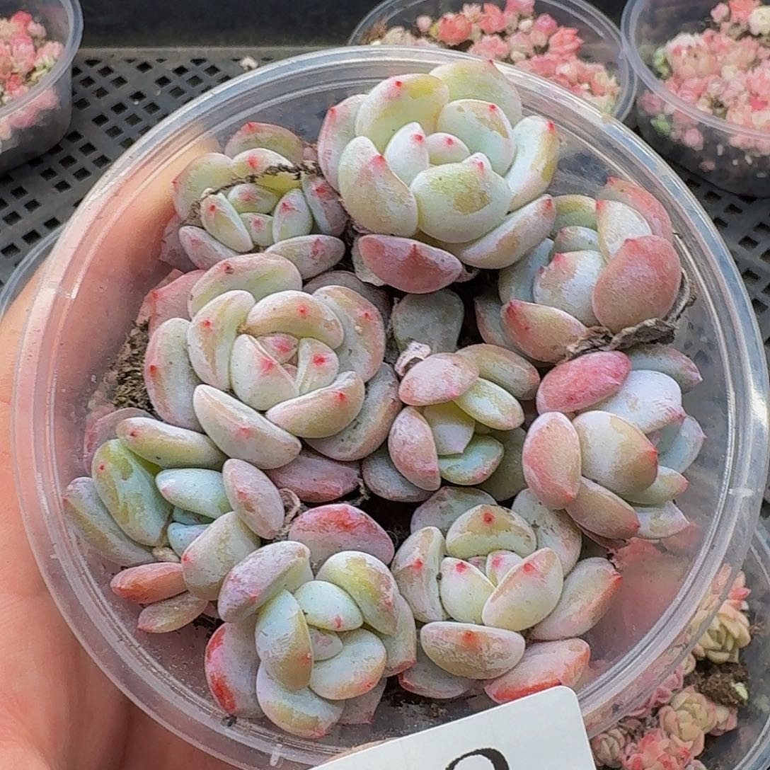 多肉植物多肉植物462