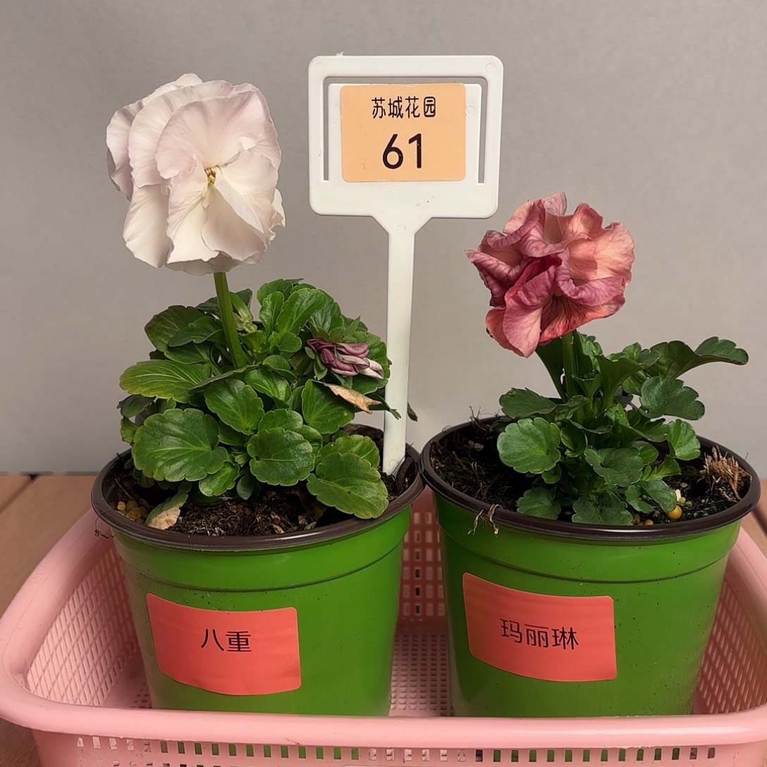 大部分开放少量花苞61