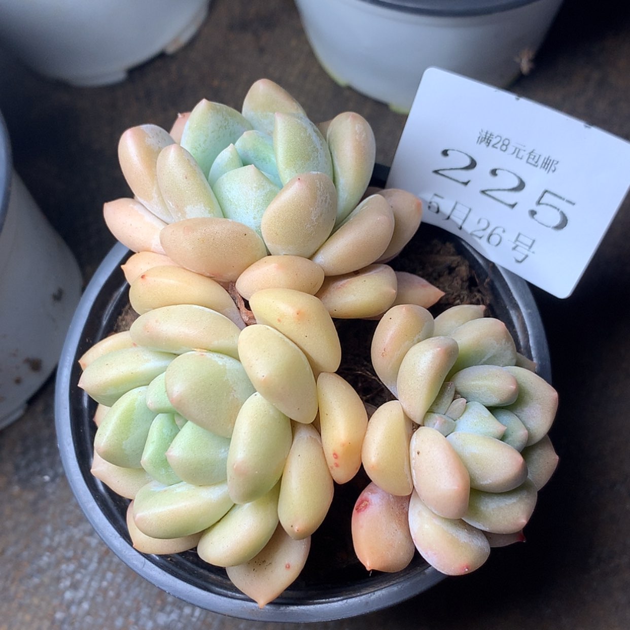 【闪购商品】云225号