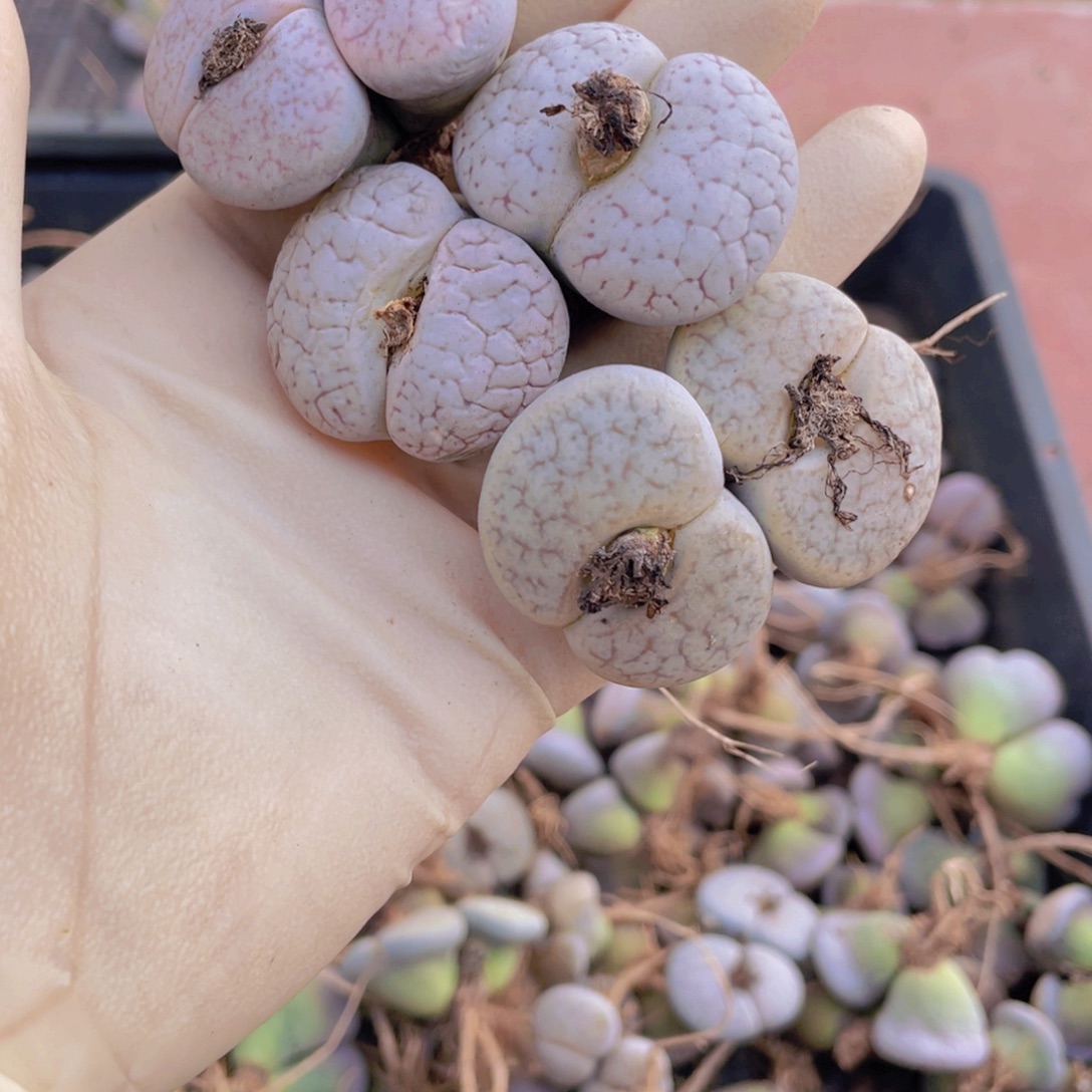 3颗双头曲玉88888888888