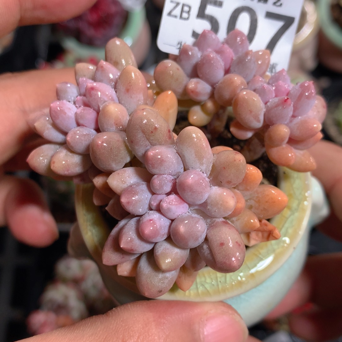 5CM拇指盆精控多肉ZB507