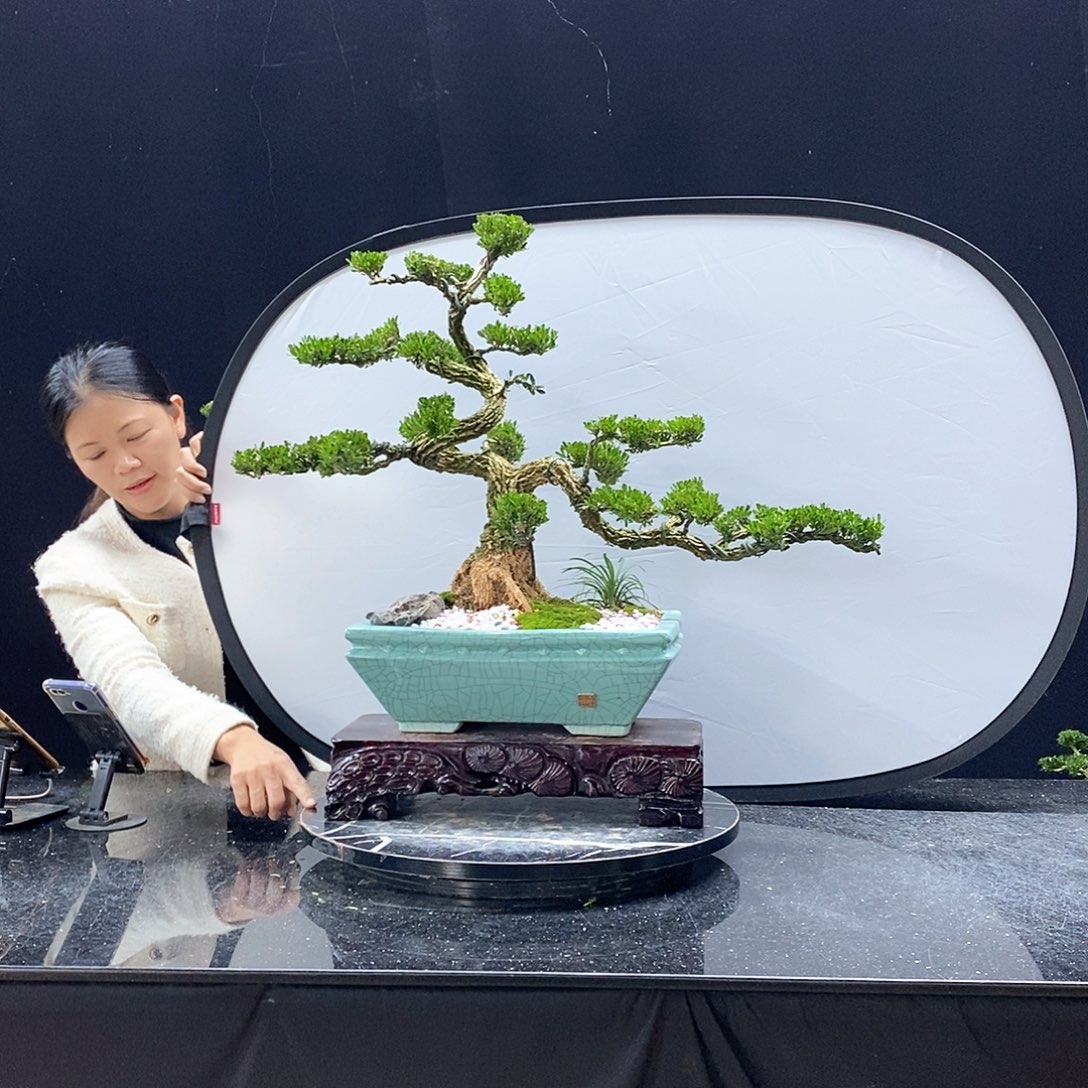 无花朵精品黄杨盆景