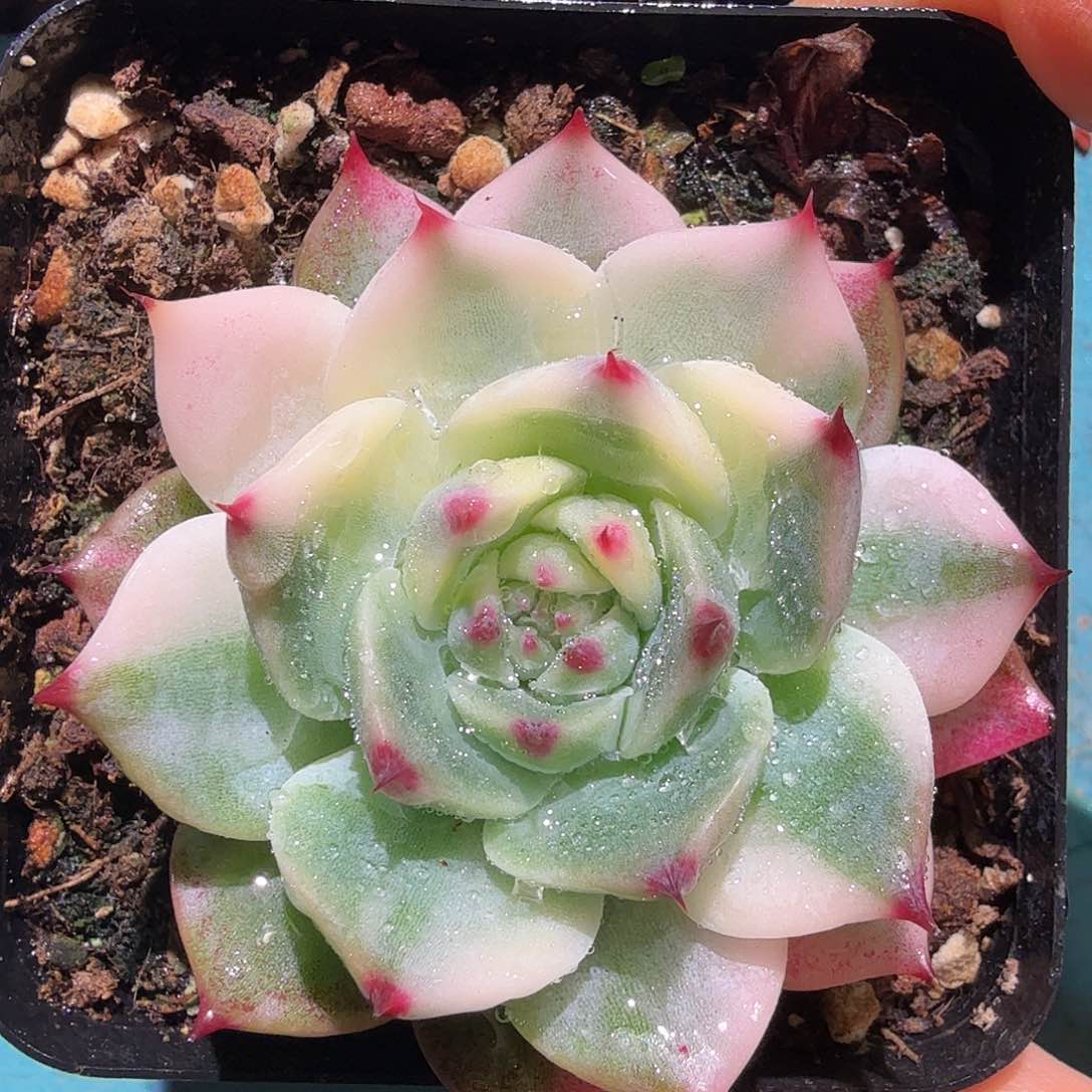 吉娃娃锦，多肉植物