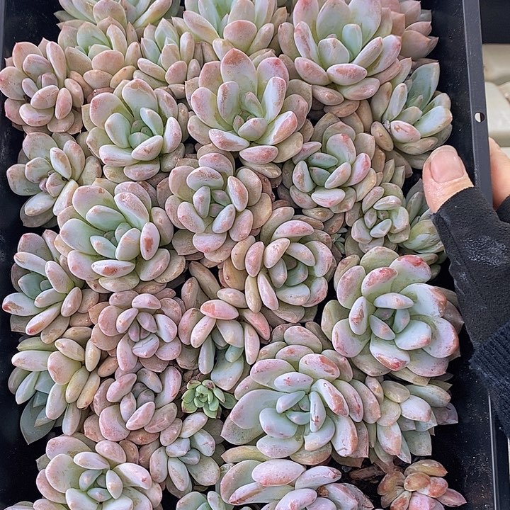 65 多肉植物盆栽花卉植物