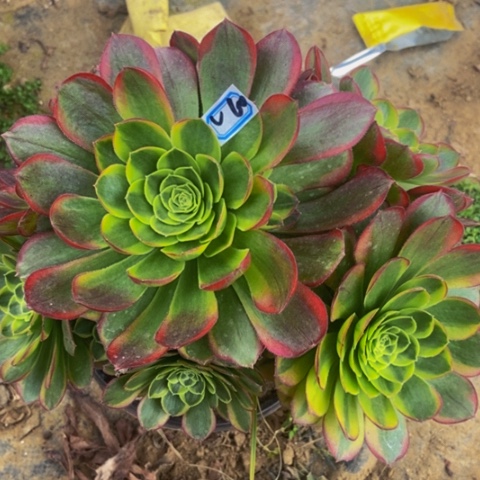 奶白多肉植物60多肉