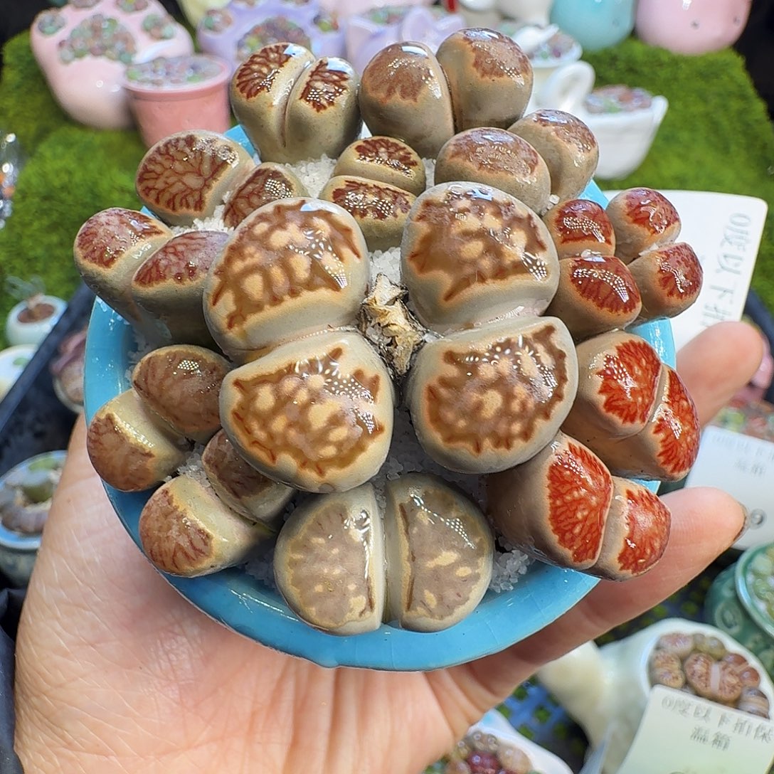 多肉植物福利冲713