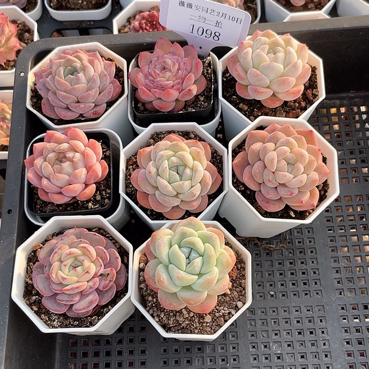 薇薇安园艺多肉1098