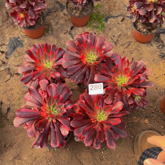 美杜莎5棵3号棚280