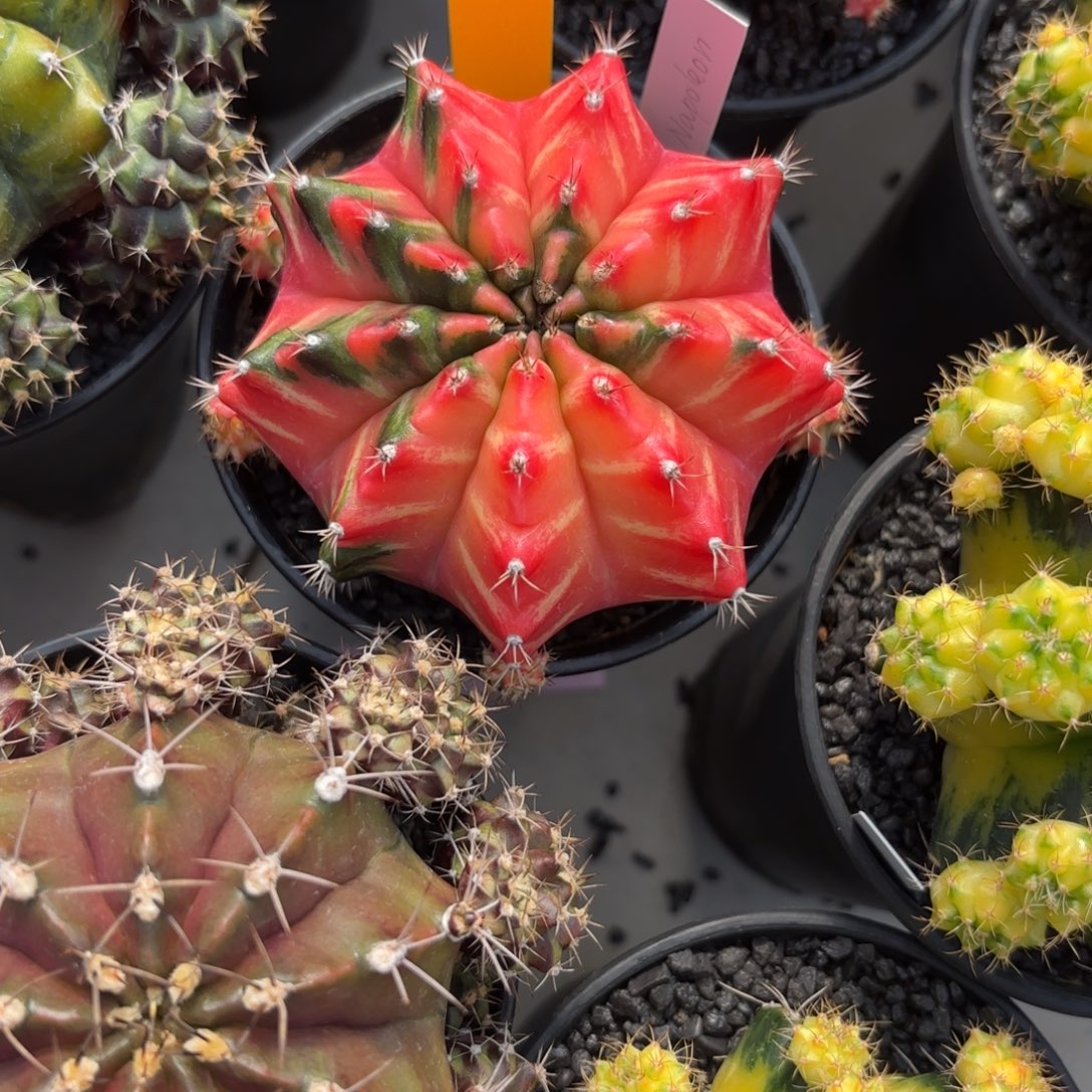 ****年16-1219泰国发货多肉