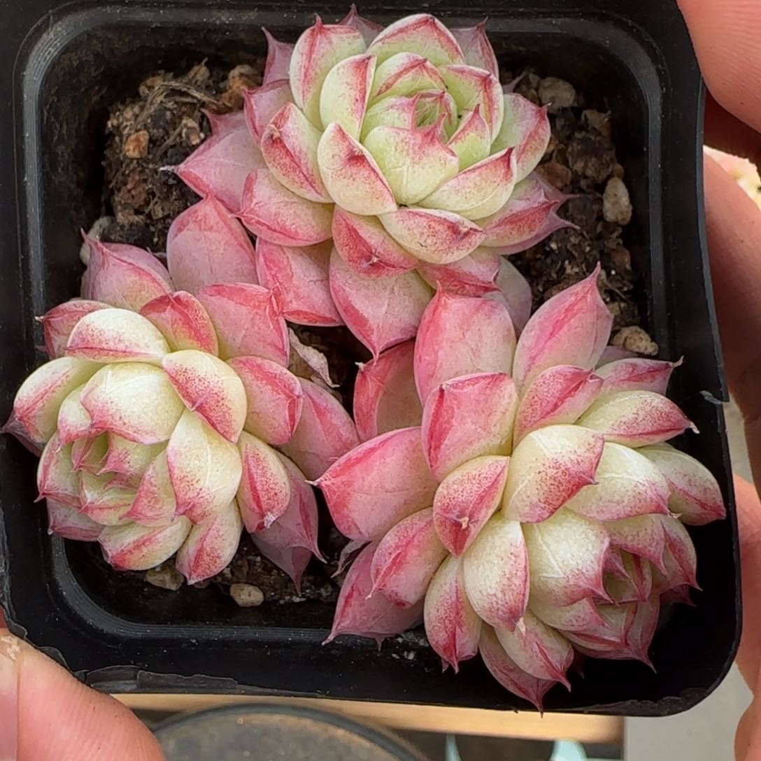 一物一拍女王群11154