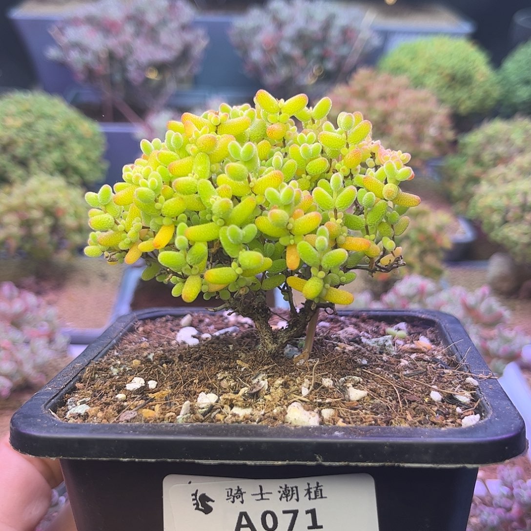 071蜜橘糖球枝干多肉