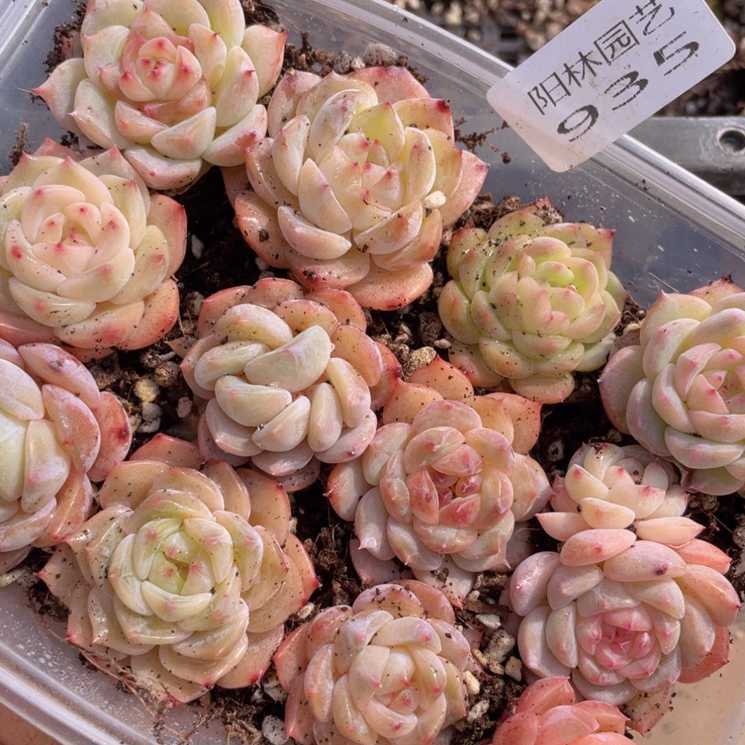 多肉植物多肉植物935