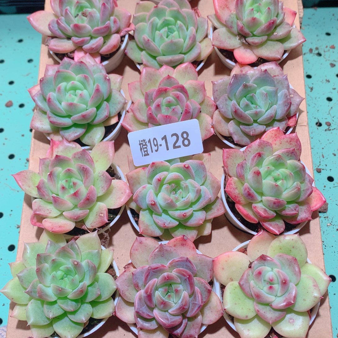 19-128一物一拍多肉带盆18颗