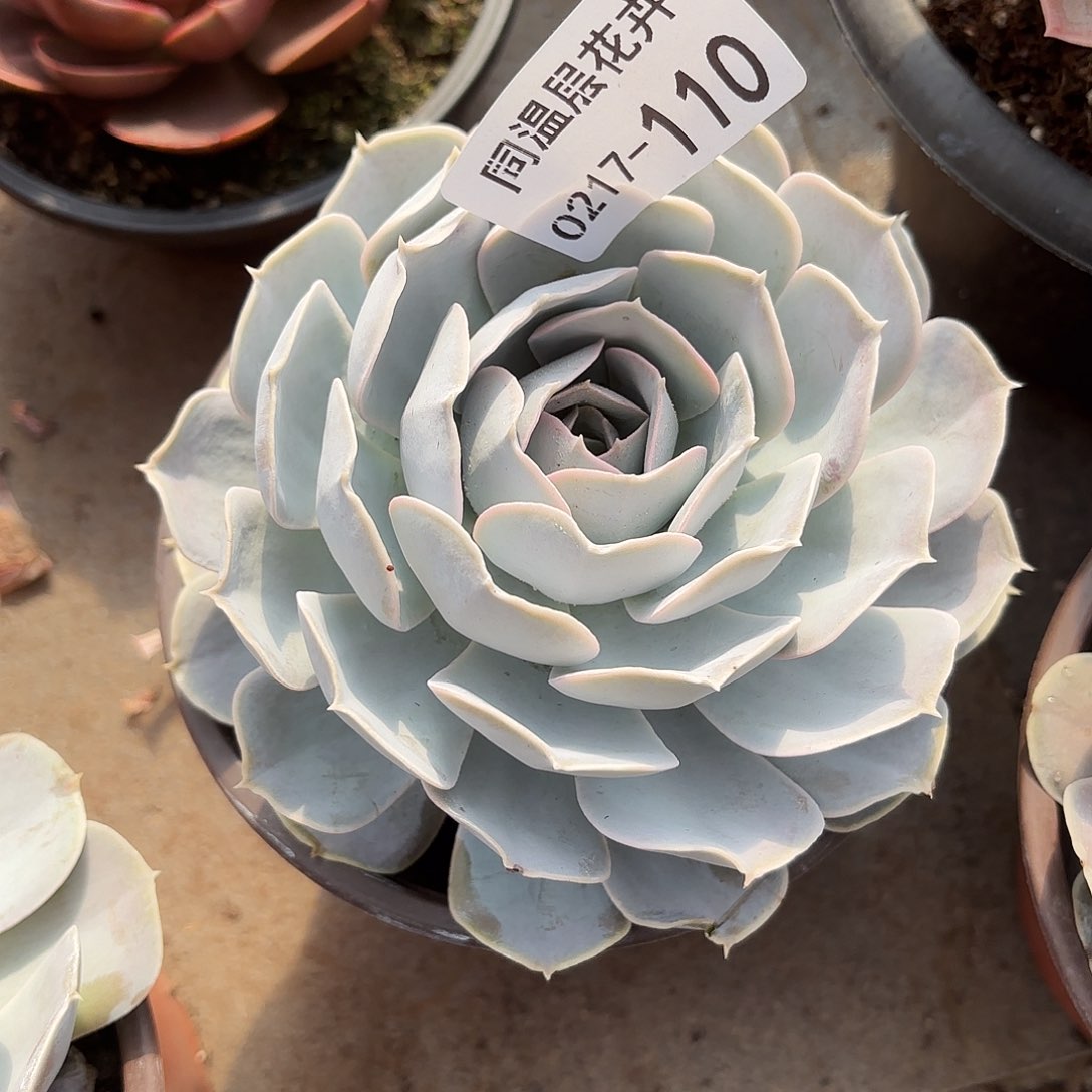 同温层多肉110圣卡洛斯