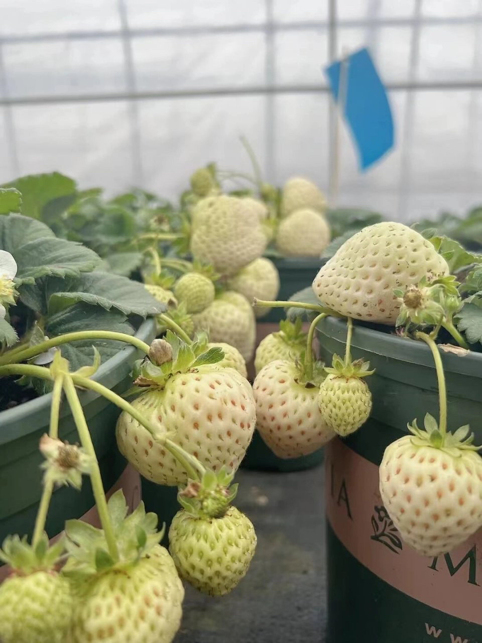 1加仑盆天使草莓盆栽