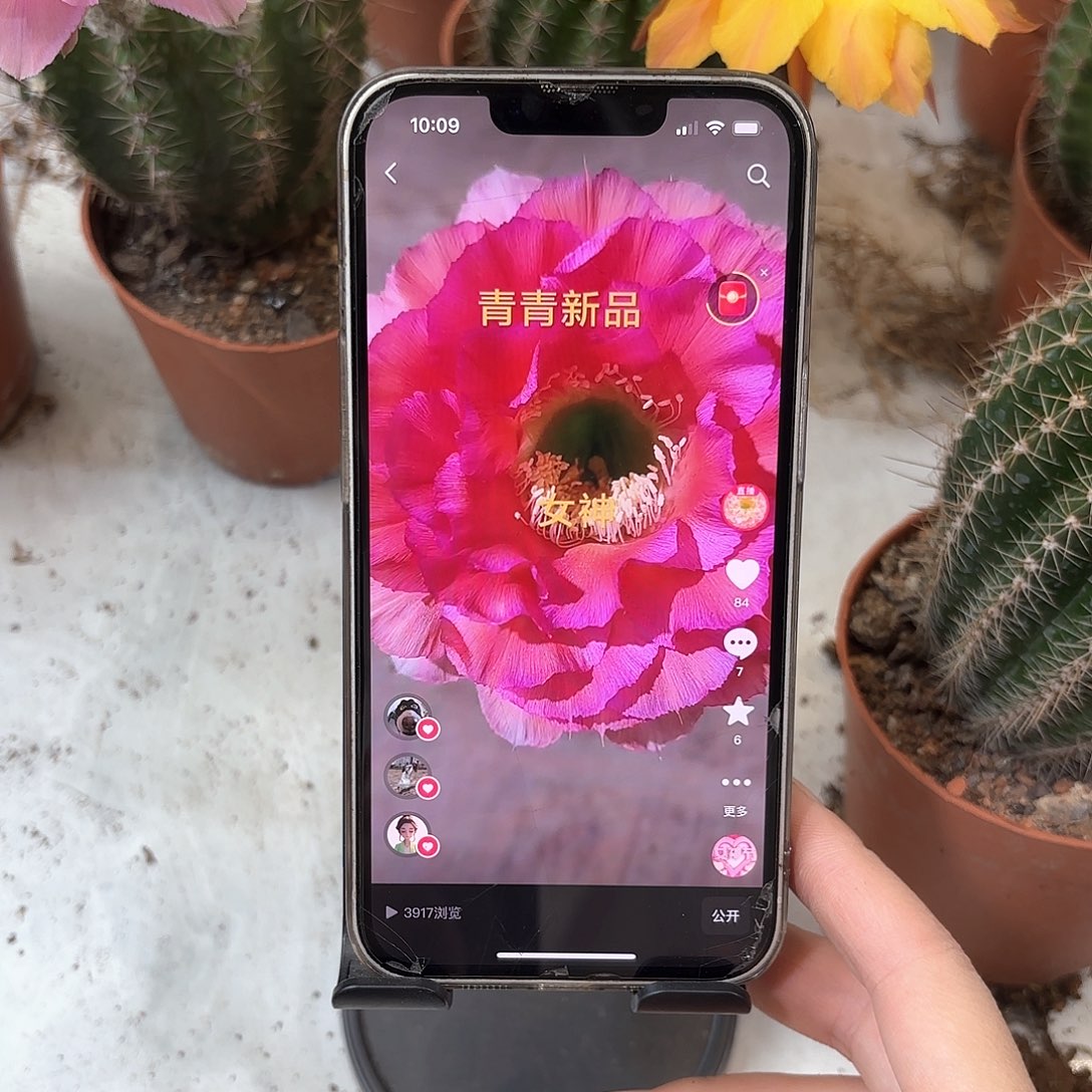 彩草青青女神7公分左右