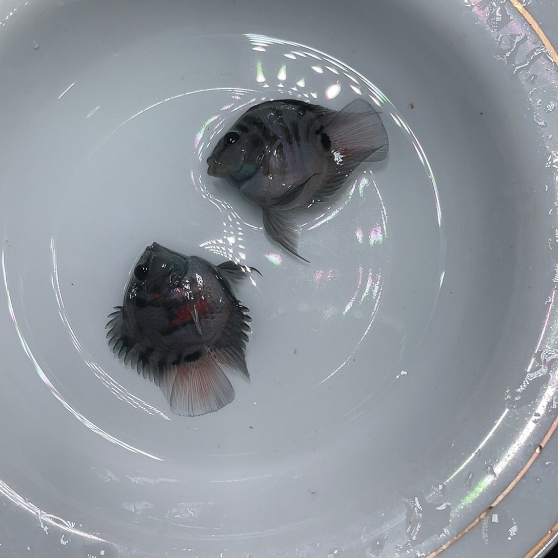 海水鱼摩卡色一对