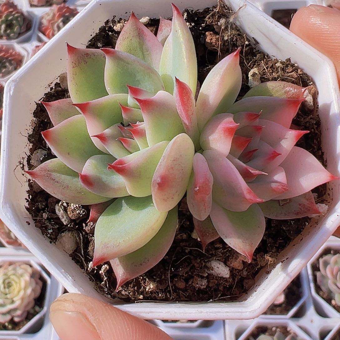 吉娃娃锦19包邮多肉子