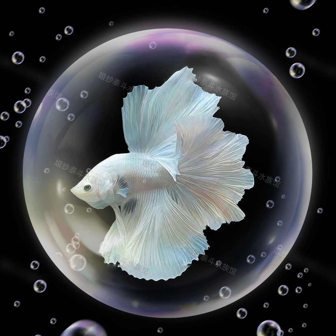 A14（313-336）精选泰国斗鱼小型桌面观赏鱼水族宠物鱼-直播间选鱼