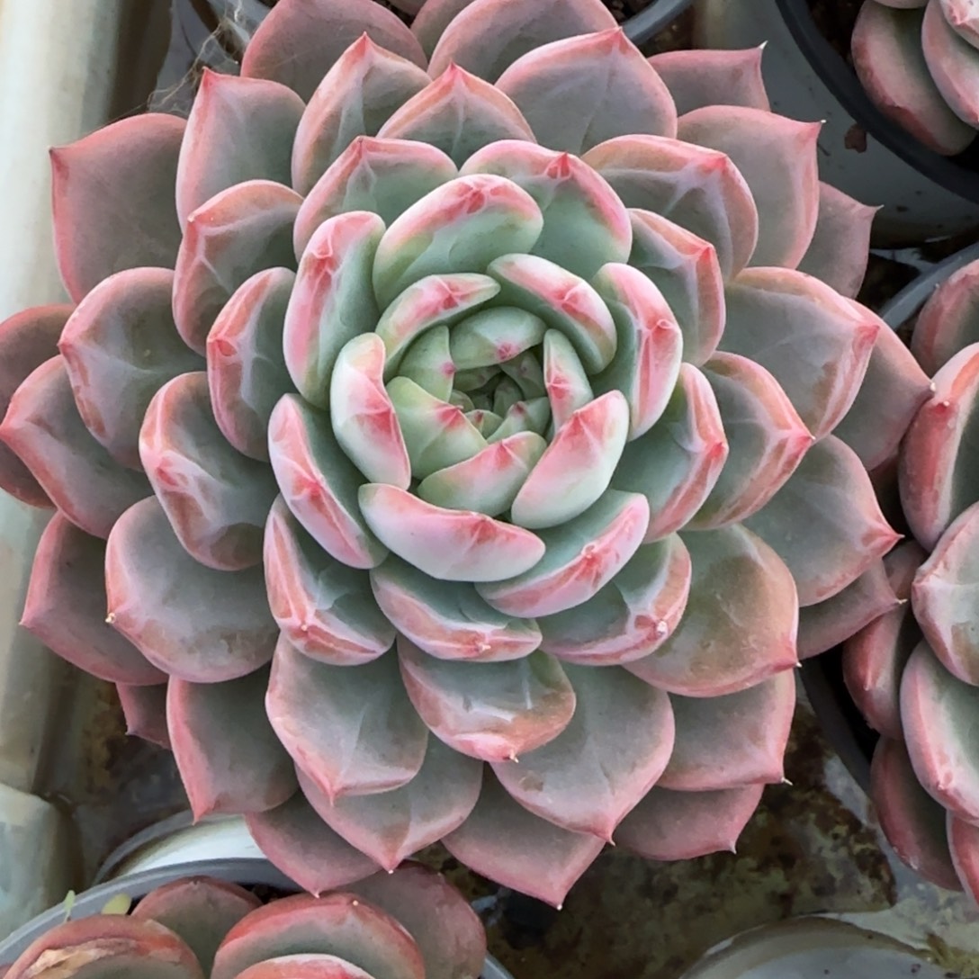 多肉植物多肉植物
