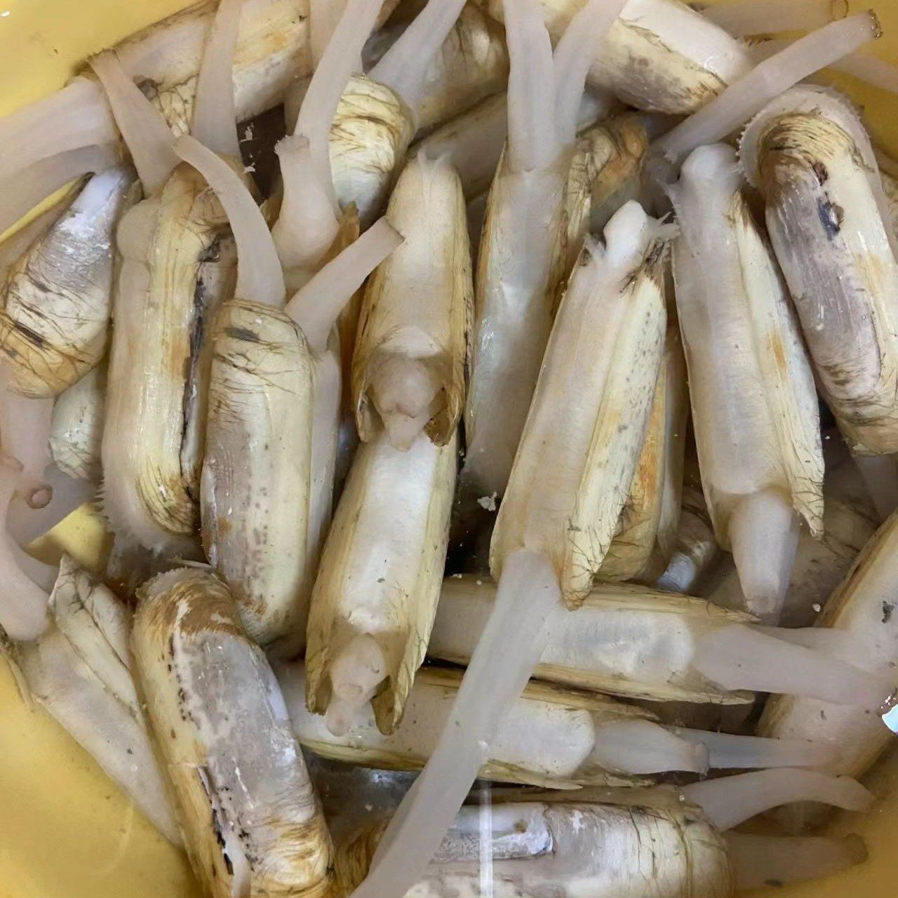 【鲜活大个蛏子一斤】可爆炒可做捞汁，需要几斤拍几斤